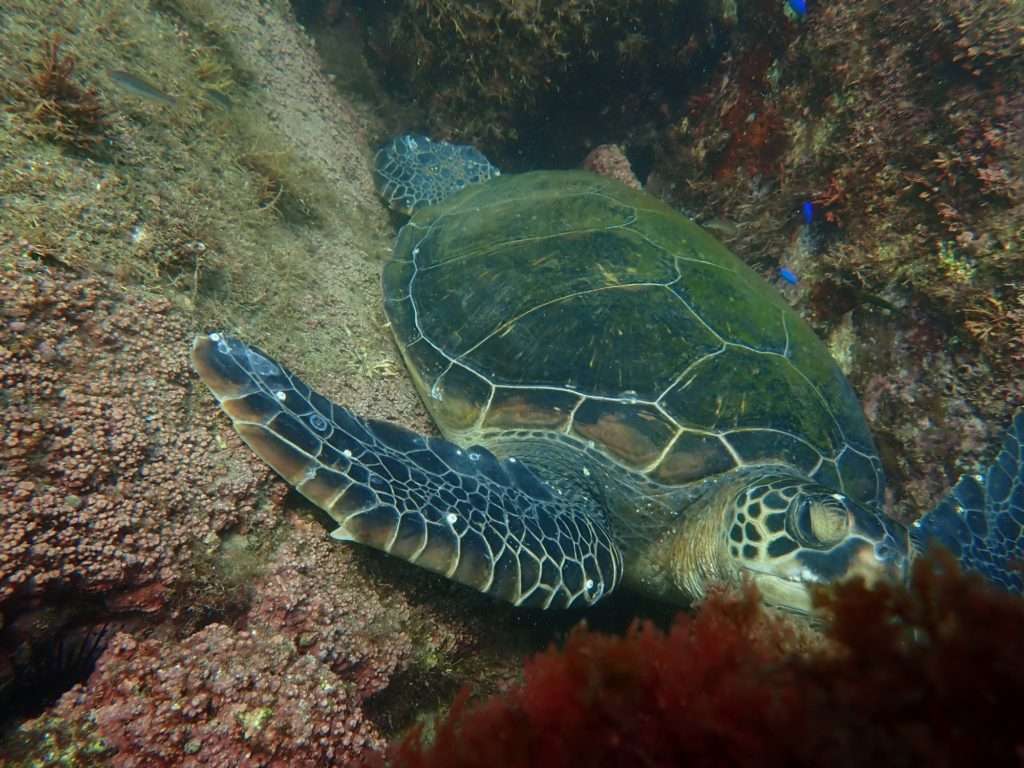You are currently viewing 亀三昧🐢🐢🐢